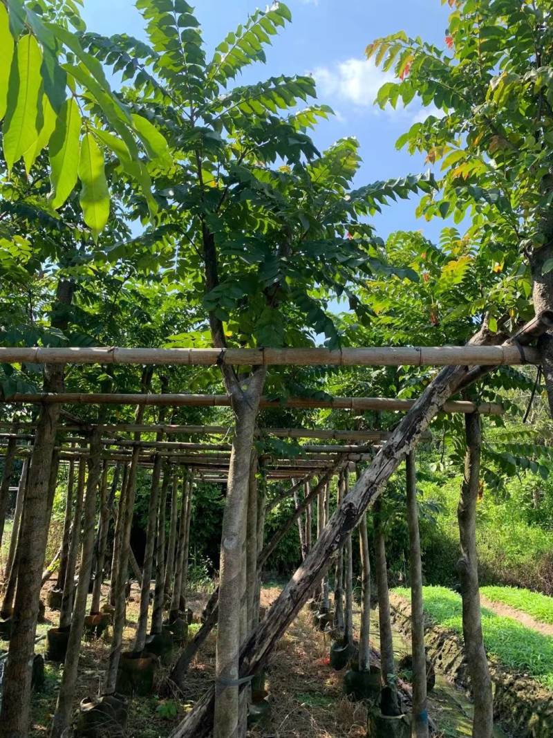麻楝大量4-20米径自家袋苗价格便宜欢迎咨询截杆货骨架货