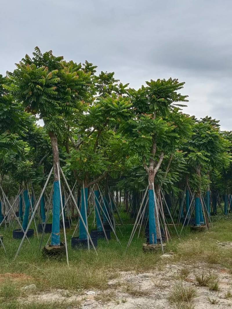 麻楝大量4-20米径自家袋苗价格便宜欢迎咨询截杆货骨架货