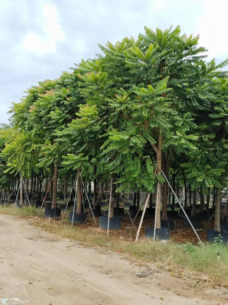 麻楝大量4-20米径自家袋苗价格便宜欢迎咨询截杆货骨架货
