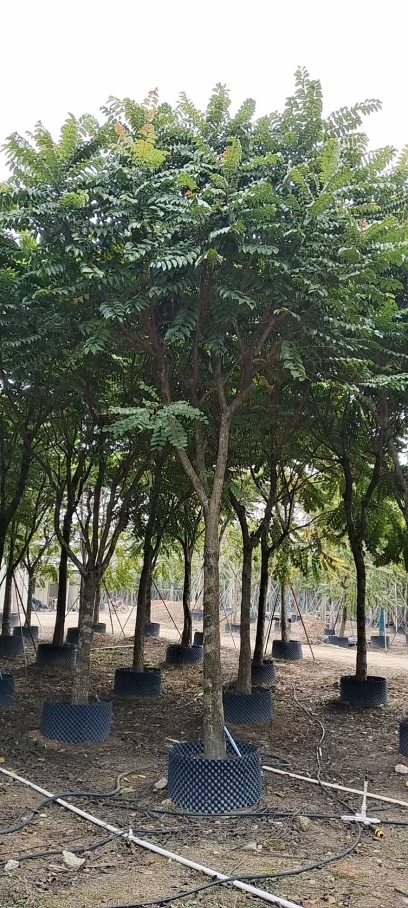 麻楝大量4-20米径自家袋苗价格便宜欢迎咨询截杆货骨架货