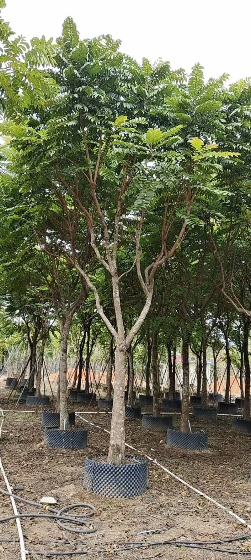 麻楝大量4-20米径自家袋苗价格便宜欢迎咨询截杆货骨架货