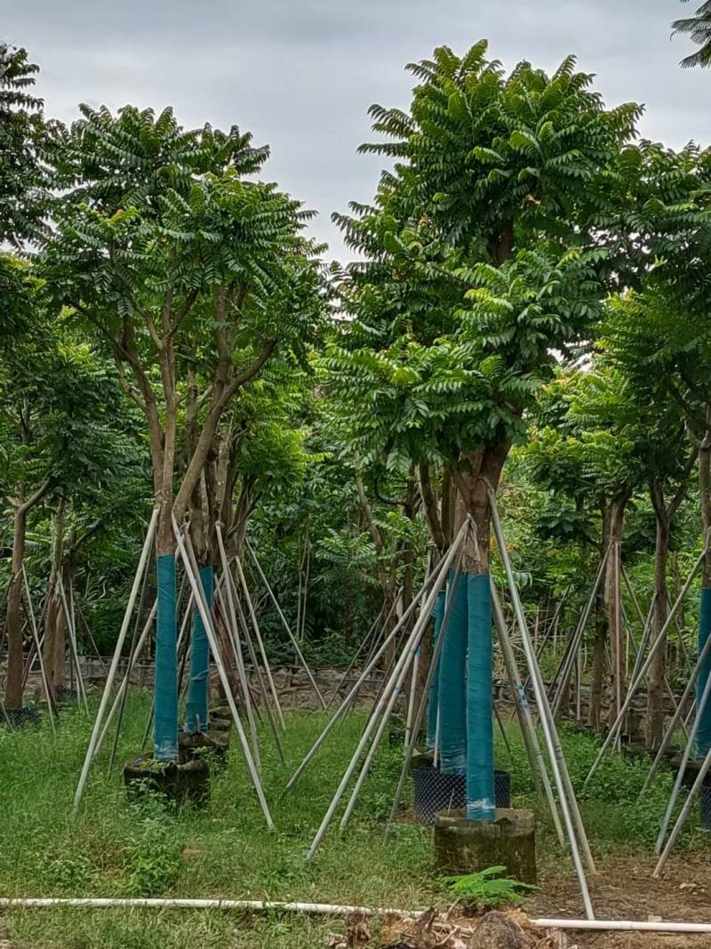 麻楝大量4-20米径自家袋苗价格便宜欢迎咨询截杆货骨架货