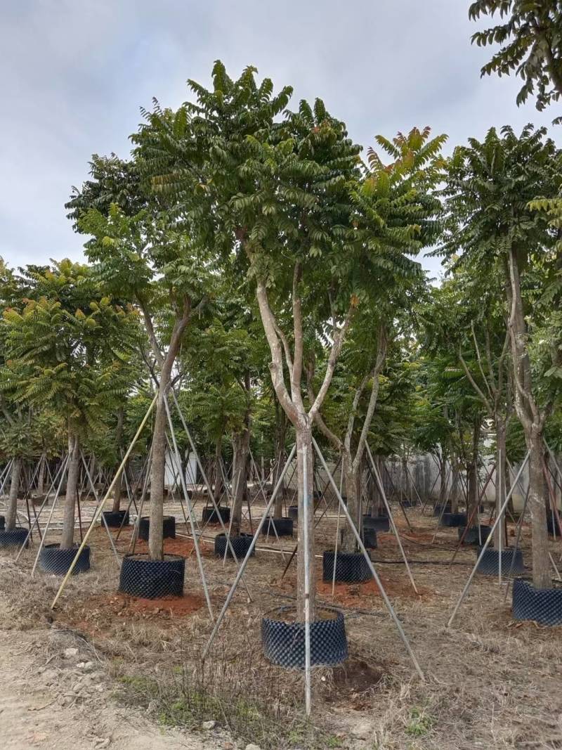 麻楝大量4-20米径自家袋苗价格便宜欢迎咨询截杆货骨架货