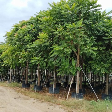 麻楝大量4-20米径自家袋苗价格便宜欢迎咨询截杆货骨架货