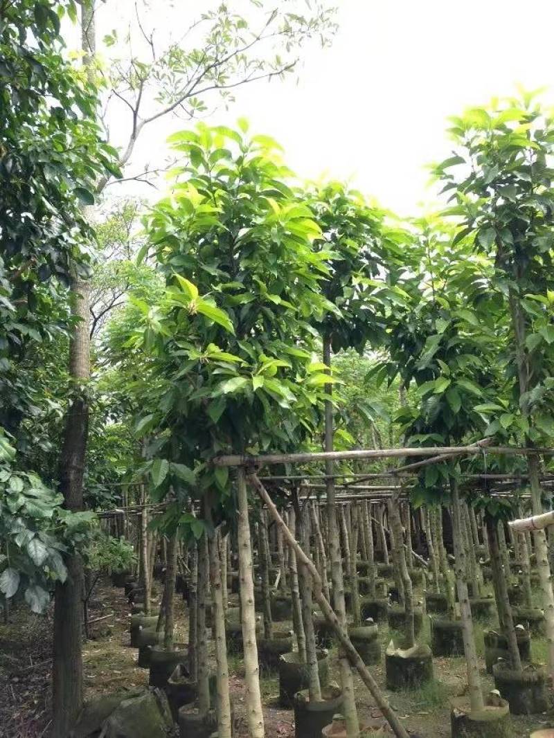 白玉兰大量4-20分自家袋苗特价欢迎来电咨询截杆货全冠货