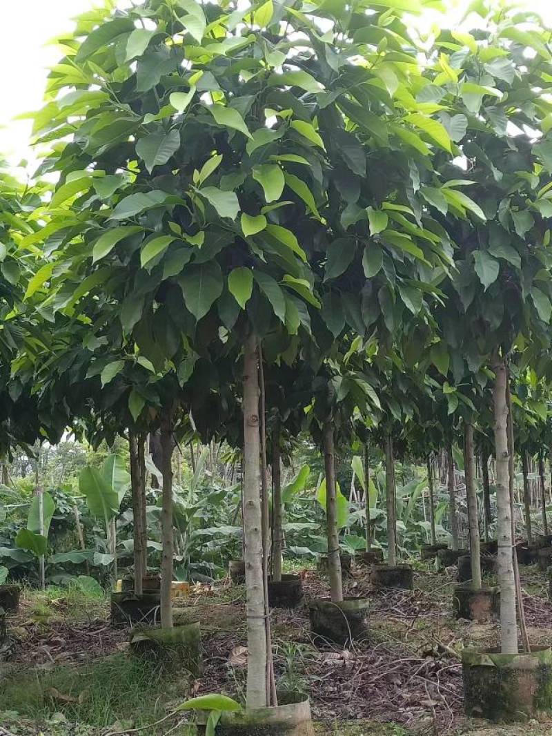 白玉兰大量4-20分自家袋苗特价欢迎来电咨询截杆货全冠货