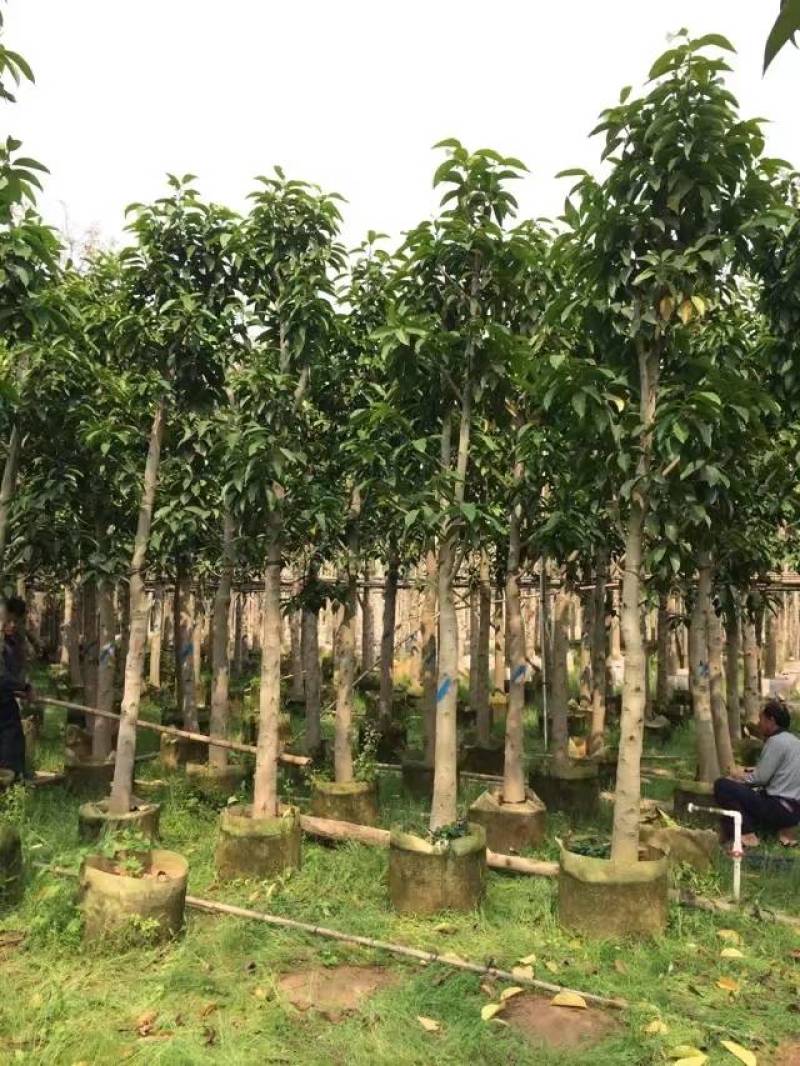 白玉兰大量4-20分自家袋苗特价欢迎来电咨询截杆货全冠货