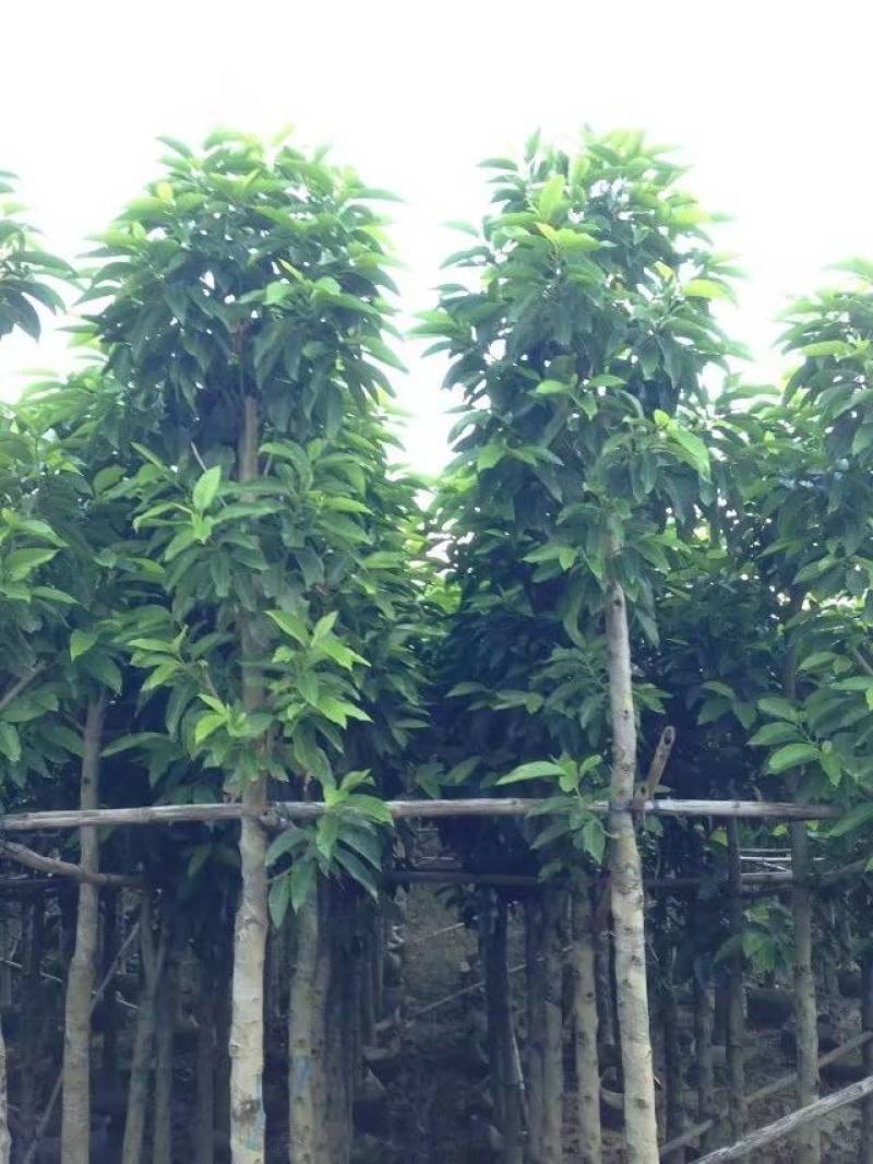 白玉兰大量4-20分自家袋苗特价欢迎来电咨询截杆货全冠货
