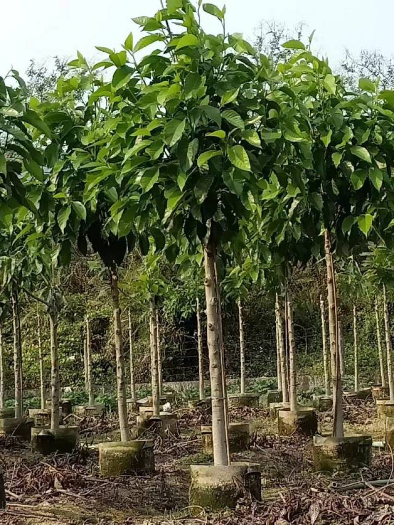 白玉兰大量4-20分自家袋苗特价欢迎来电咨询截杆货全冠货