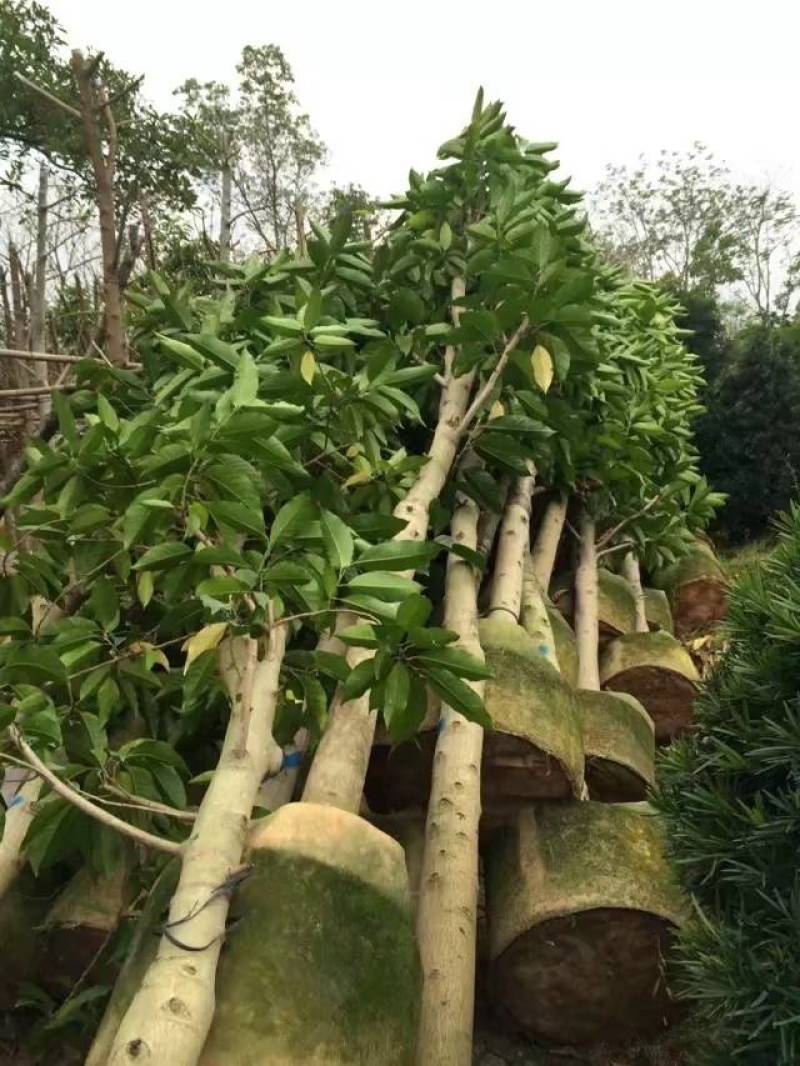 白玉兰大量4-20分自家袋苗特价欢迎来电咨询截杆货全冠货
