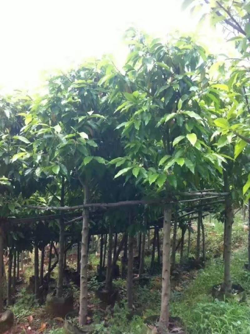 白玉兰大量4-20分自家袋苗特价欢迎来电咨询截杆货全冠货