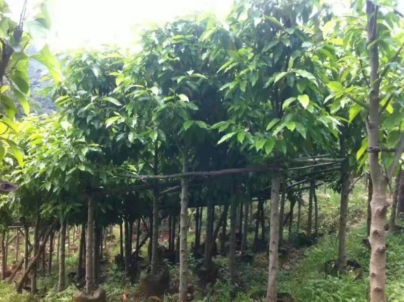 白玉兰大量4-20分自家袋苗特价欢迎来电咨询截杆货全冠货
