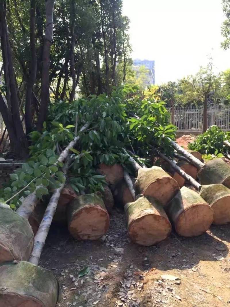 白玉兰大量4-20分自家袋苗特价欢迎来电咨询截杆货全冠货