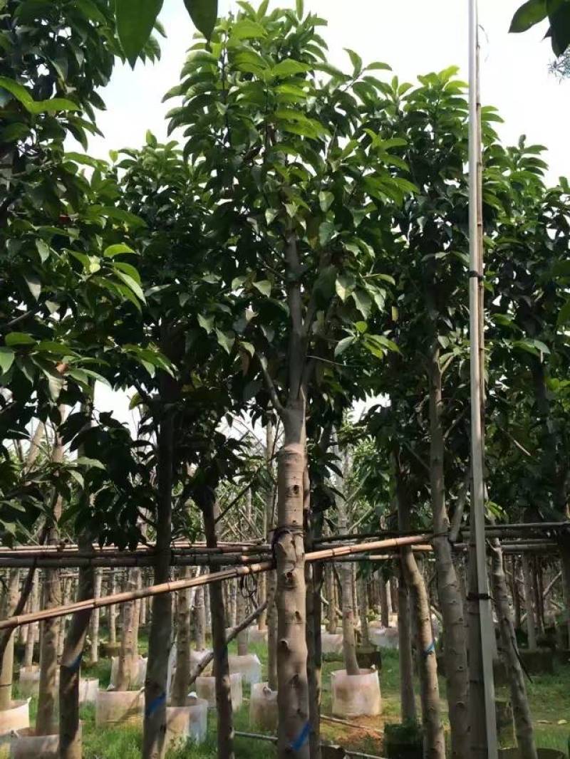 白玉兰大量4-20分自家袋苗特价欢迎来电咨询截杆货全冠货