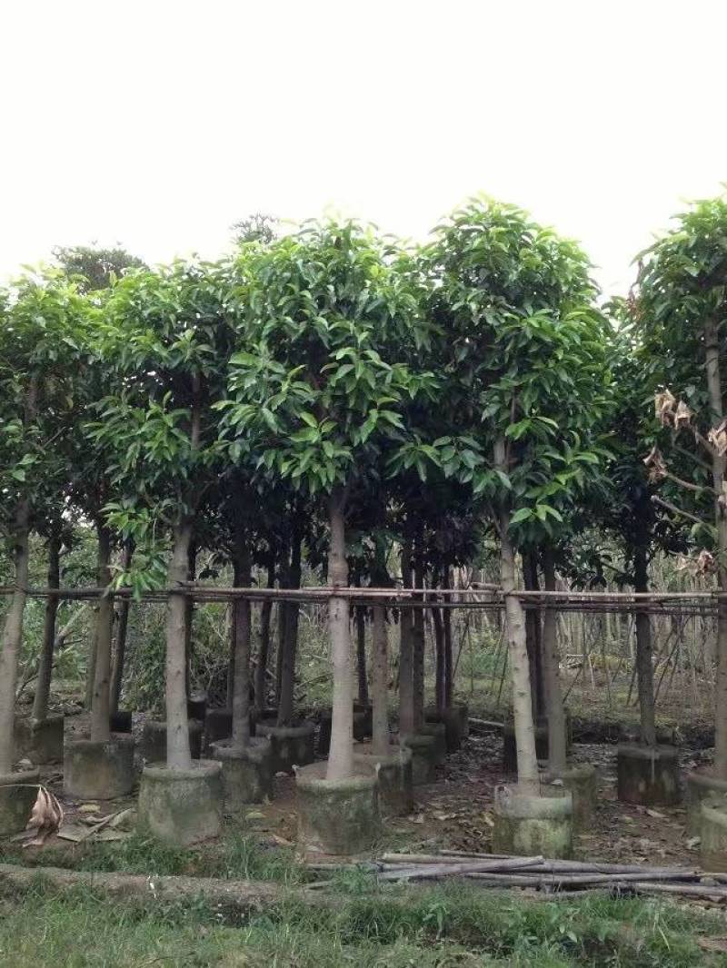白玉兰大量4-20分自家袋苗特价欢迎来电咨询截杆货全冠货