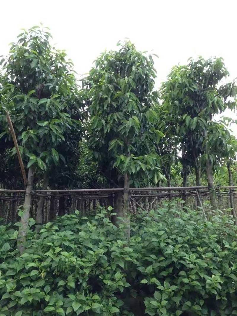 白玉兰大量4-20分自家袋苗特价欢迎来电咨询截杆货全冠货