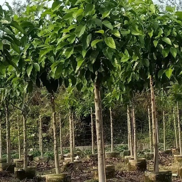 白玉兰大量4-20分自家袋苗特价欢迎来电咨询截杆货全冠货
