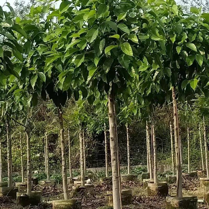 白玉兰大量4-20分自家袋苗特价欢迎来电咨询截杆货全冠货