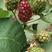 【黑莓】反季鲜果一手货源可对接全国采购商量大从优电