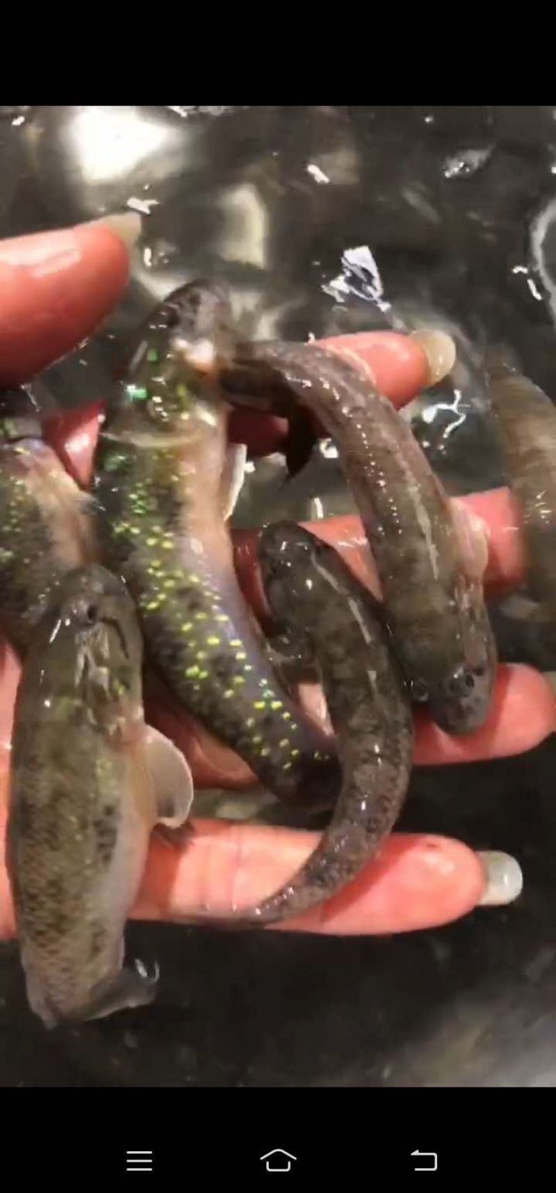 肉鱼肉肉鱼狗母鱼老虎鱼
