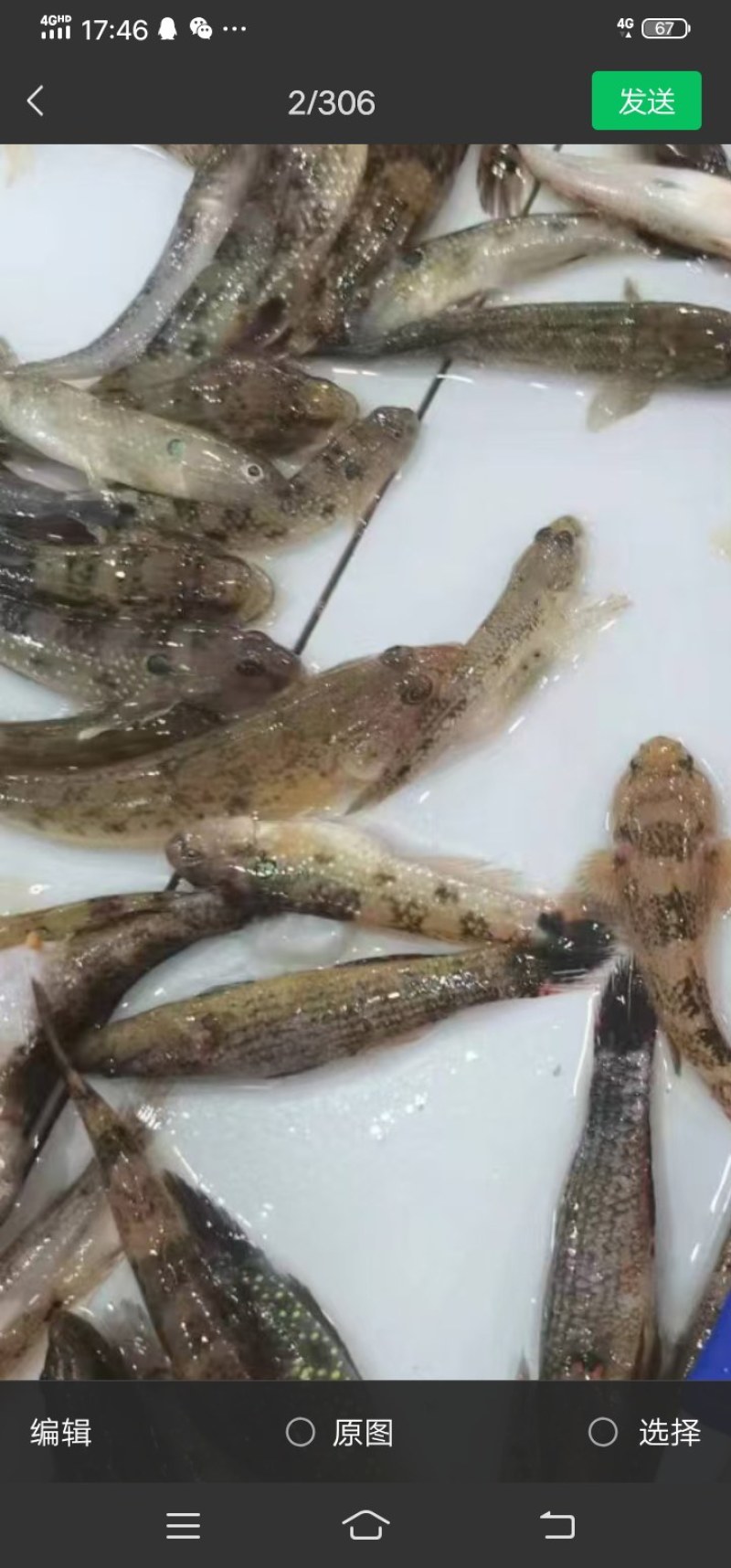 肉鱼肉肉鱼狗母鱼老虎鱼