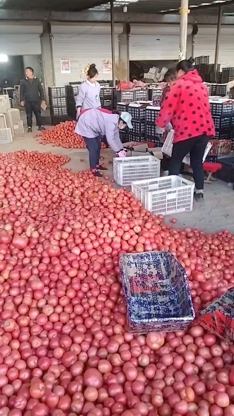 硬粉西红柿大量上市中