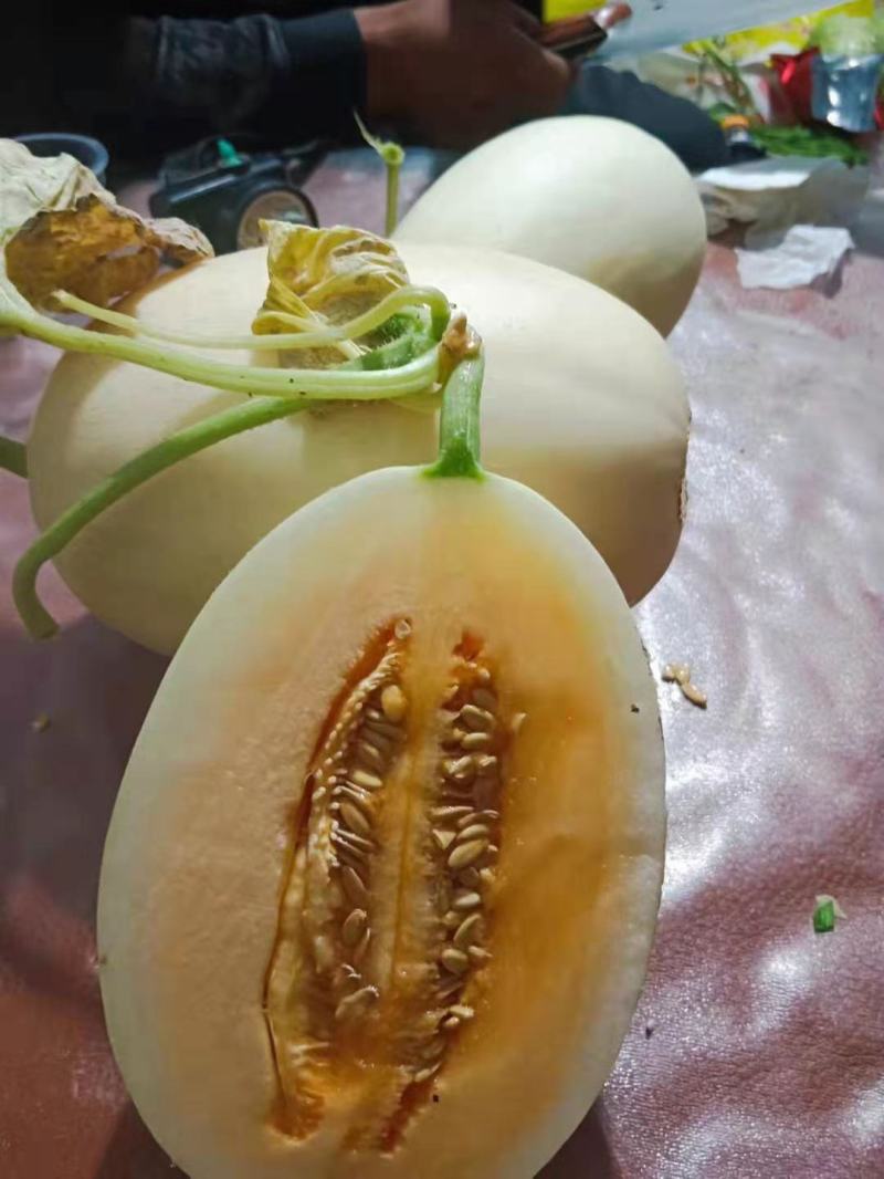 小甜瓜
