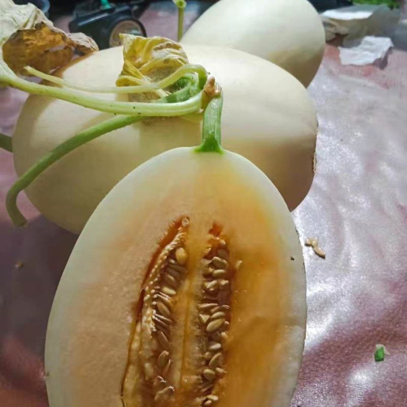 小甜瓜