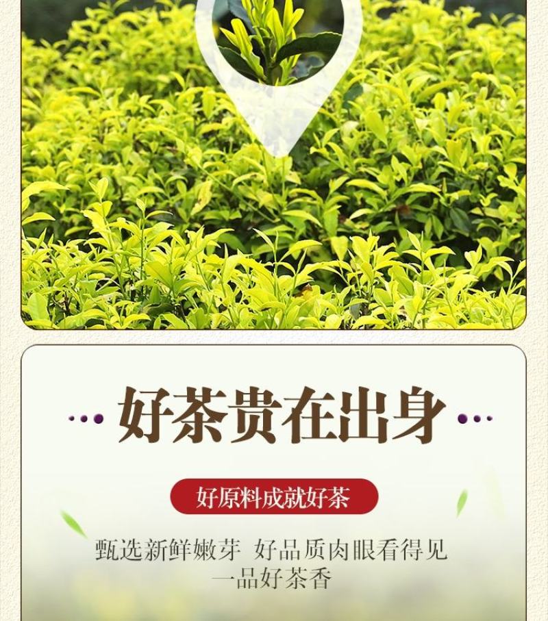 正宗黄金芽2023年新茶白茶雨前特级安吉高山茶叶