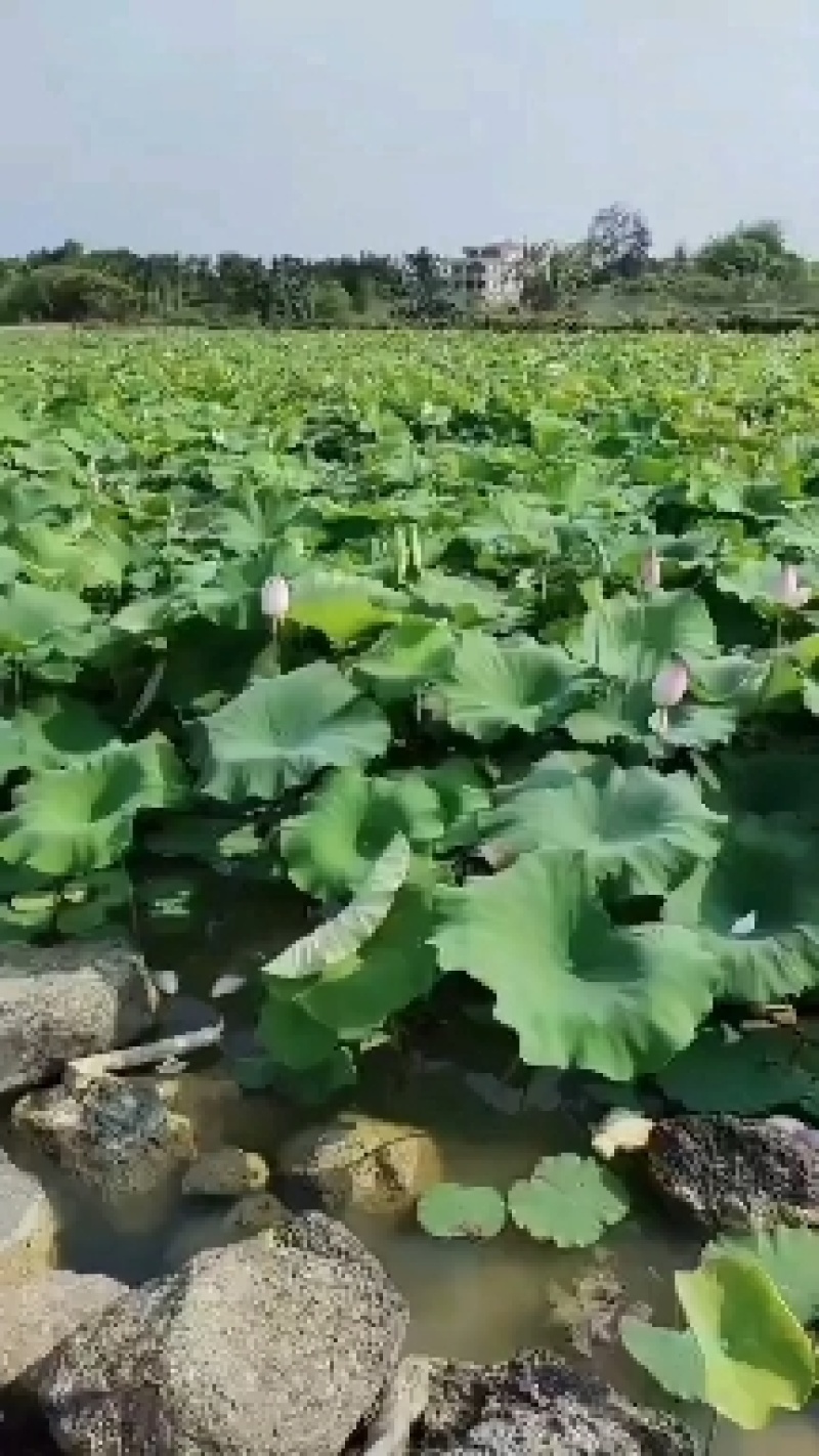 今年新出第一批鲜莲蓬大量发货供应嫩莲蓬基地直供，空运发货