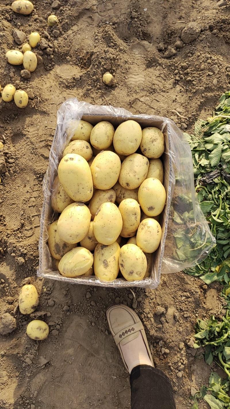 河北秦皇岛昌黎土豆，实验1号等，品种多，价格低，大量供应