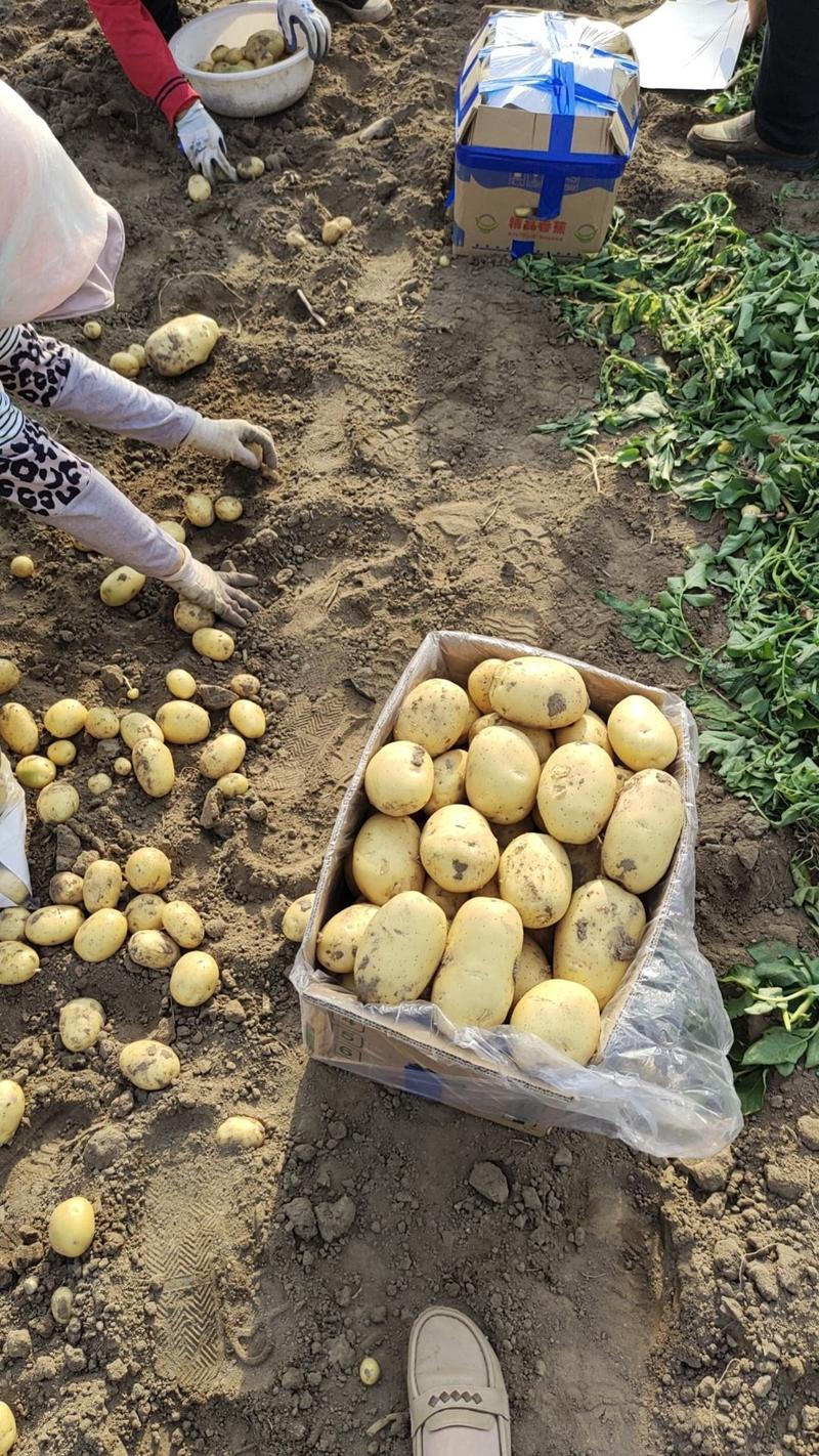 河北秦皇岛昌黎土豆，实验1号等，品种多，价格低，大量供应