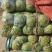 新货上市圆包菜精品甘蓝0.5~1公斤产地直供