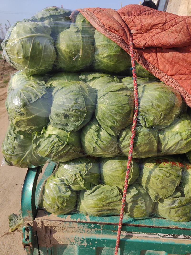 新货上市圆包菜精品甘蓝0.5~1公斤产地直供