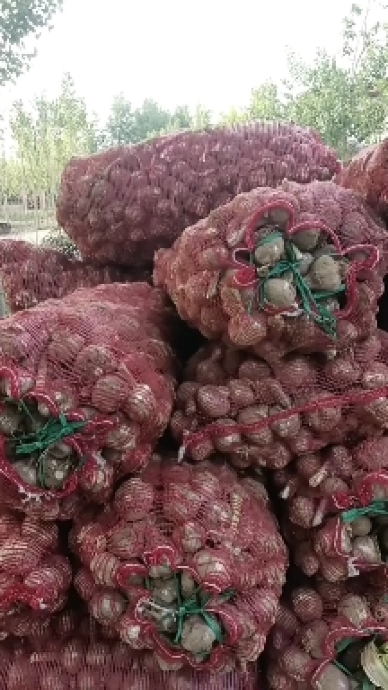 紫皮早熟大湿大量有货可发全国各地