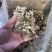云南当归头