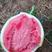 夏乐西瓜，精品美都，产地，小薄皮大红瓤，头茬无籽，包熟甜