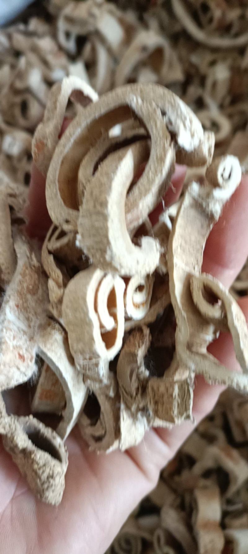 白桑皮，正品老根桑皮，无硫无添加，道地药材，支持在线下单