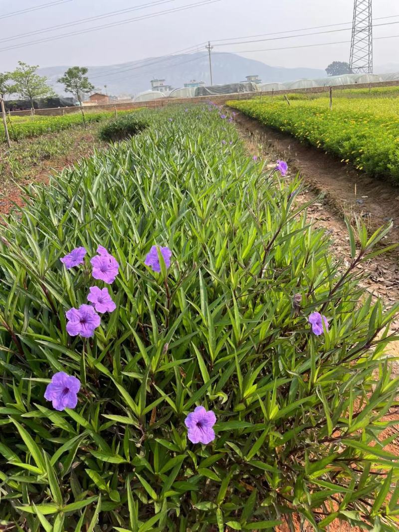 宜良天成林苗圃大量提供及配送小袋翠芦莉苗