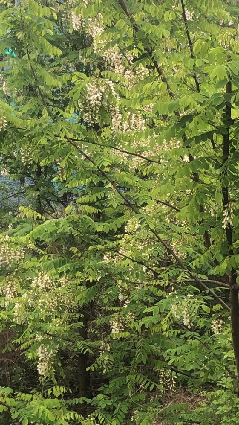新鲜槐花，大量有货，发全国市场，电商一件代发