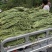 安徽青条豆角长豆大量供应货源