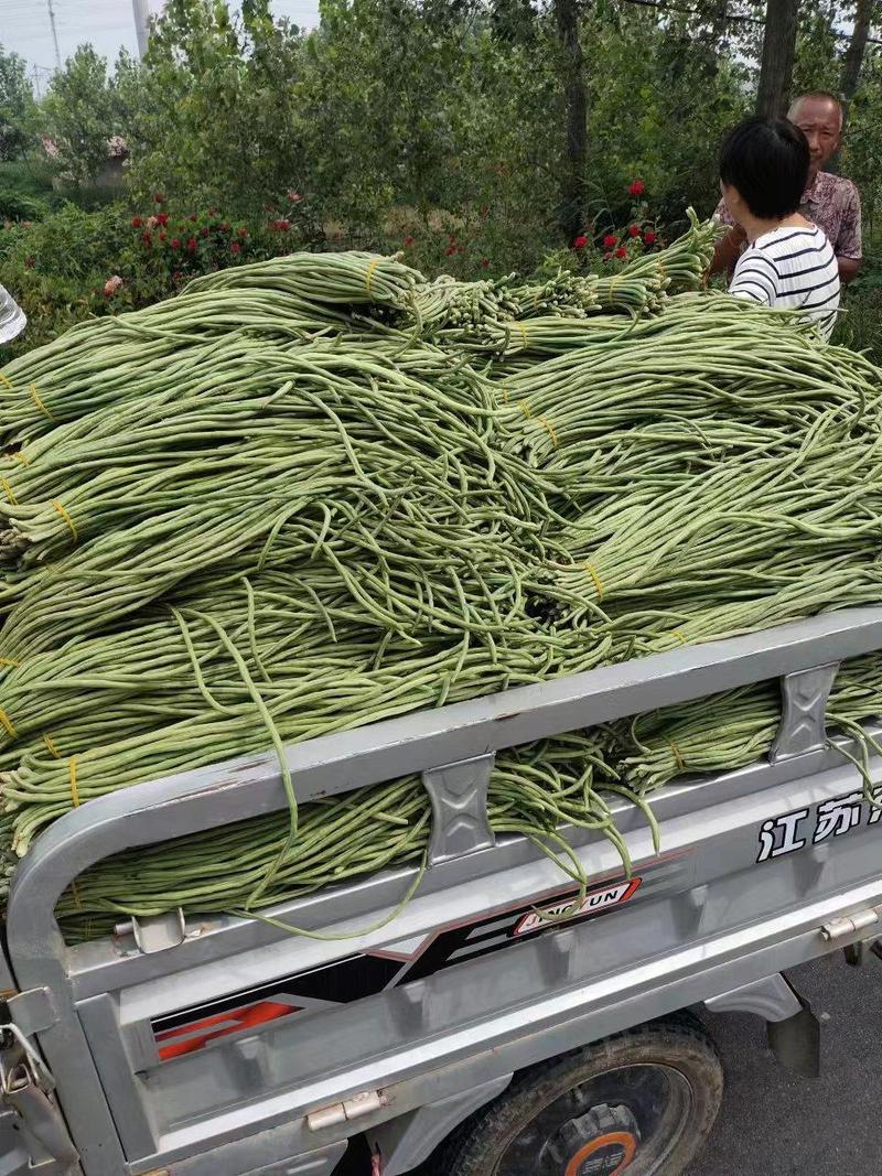 安徽青条豆角长豆大量供应货源