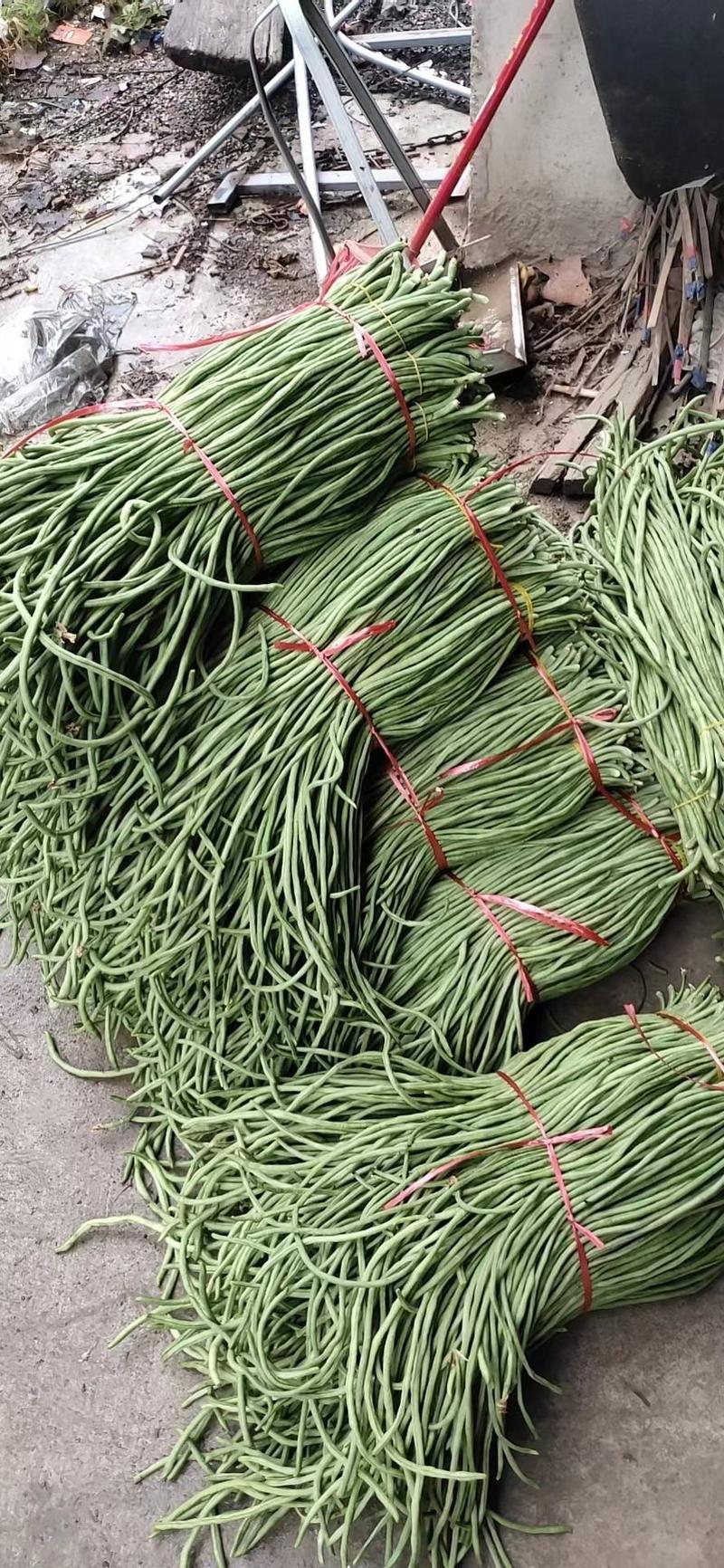 安徽青条豆角长豆大量供应货源