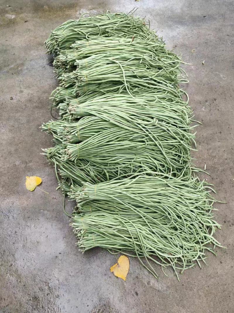 安徽青条豆角长豆大量供应货源