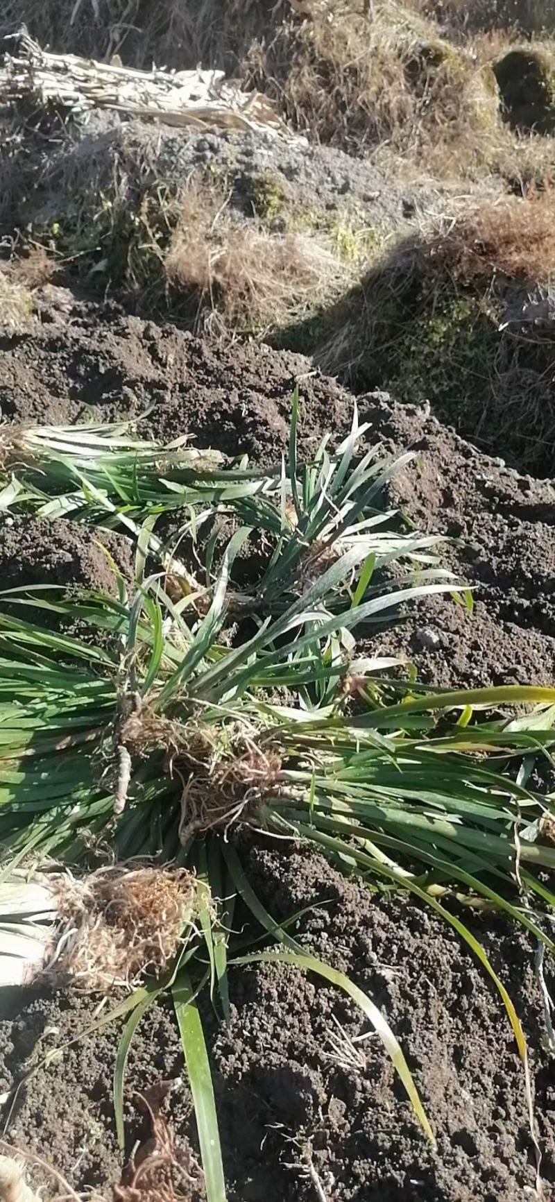 石菖蒲