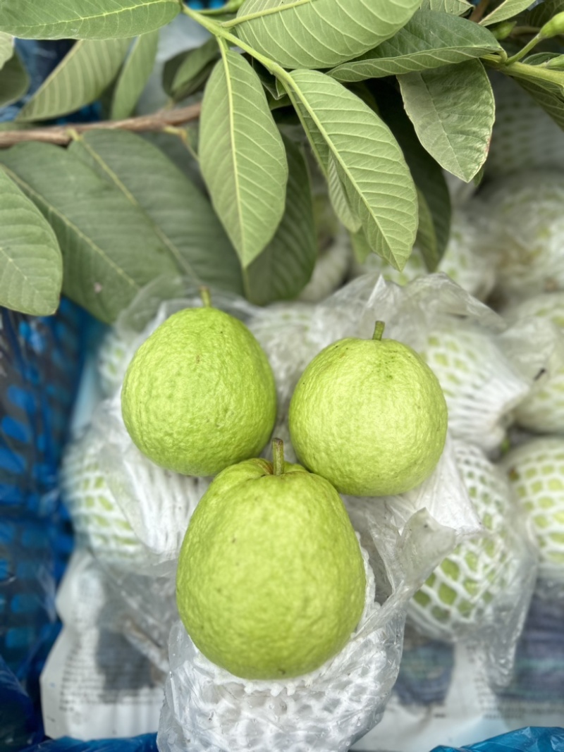 南沙番石榴