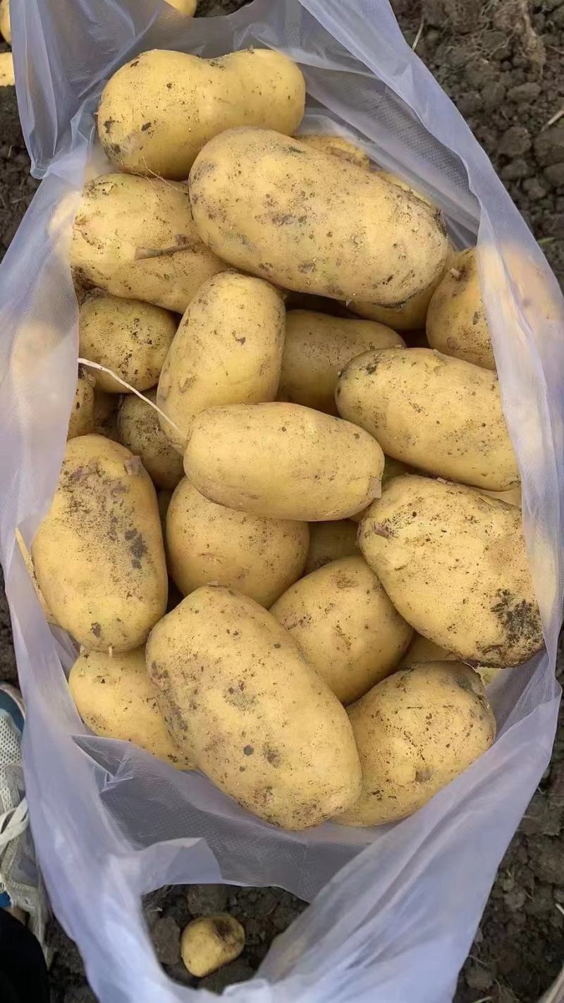 沃土土豆V7希森土豆基地直发对接商超社团