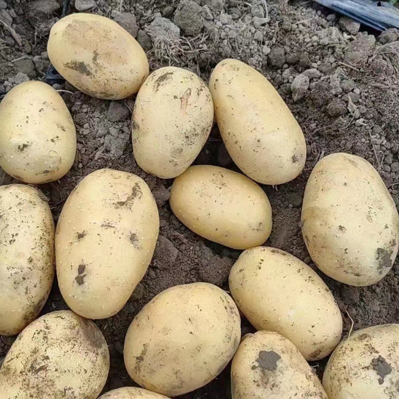 沃土土豆V7希森土豆基地直发对接商超社团