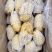 沃土土豆V7希森土豆基地直发对接商超社团