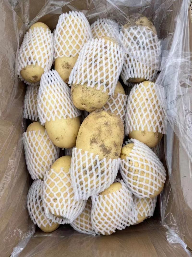 沃土土豆V7希森土豆基地直发对接商超社团